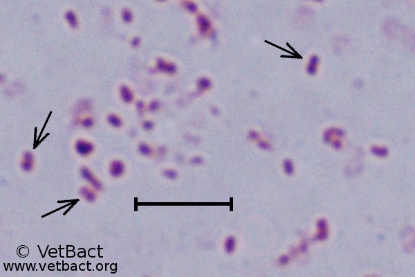 <i>Mannheimia haemolytica</i>