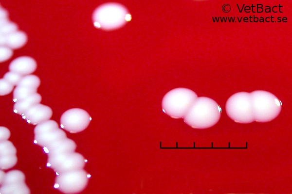 <i>Staphylococcus aureus</i> subsp.  <i>aureus</i>