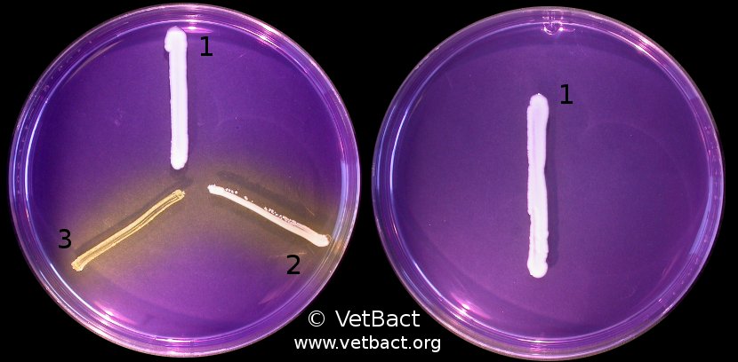 <i>Staphylococcus intermedius</i>