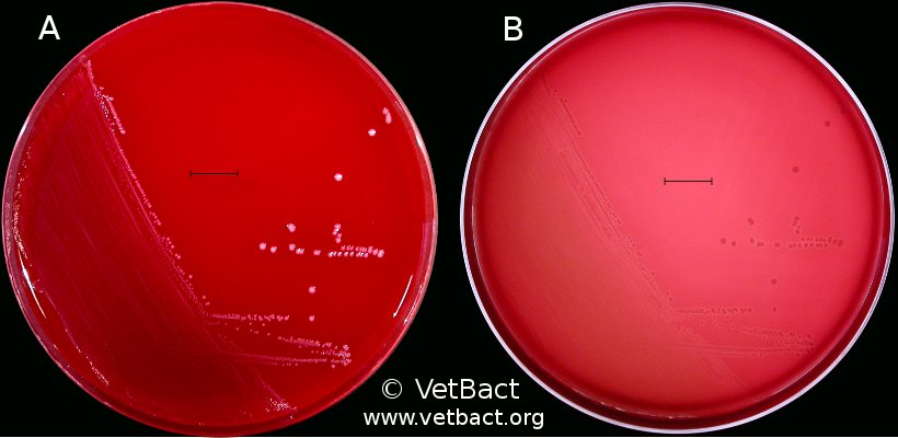 <i>Streptococcus agalactiae</i>