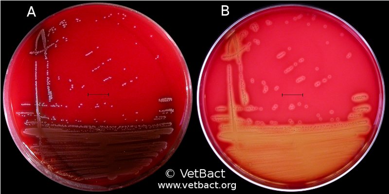 <i>Streptococcus canis</i>