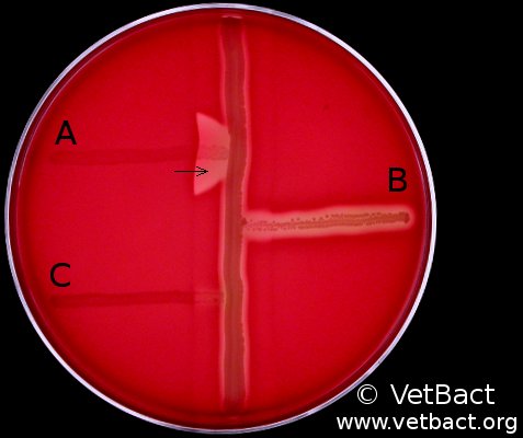 <i>Streptococcus canis</i>