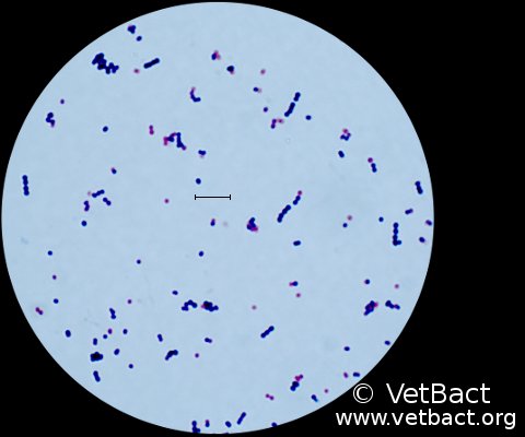 <i>Streptococcus canis</i>