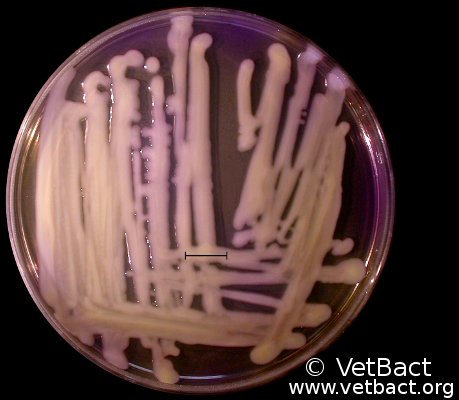 <i>Klebsiella pneumoniae</i> subsp. <i>pneumoniae</i>