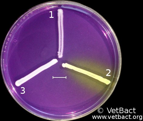 <i>Staphylococcus pseudintermedius</i>