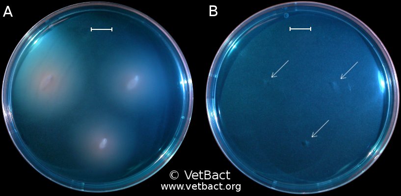 <i>Salmonella enterica</i> subsp. <i>enterica</i>