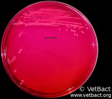 <i>Salmonella enterica</i> subsp. <i>enterica</i>