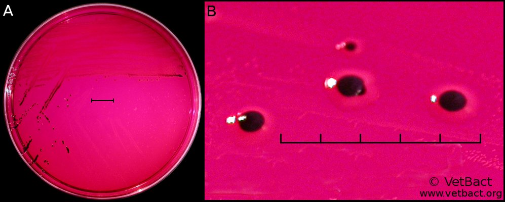 <i>Salmonella enterica</i> subsp. <i>enterica</i>