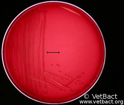 Salmonella enterica subsp. enterica