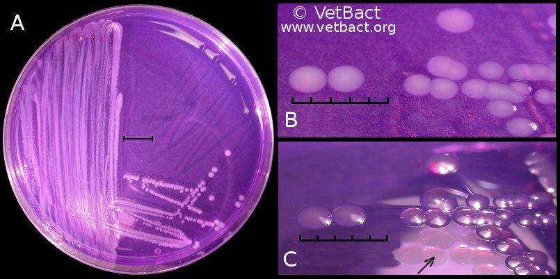 <i>Salmonella enterica</i> subsp. <i>enterica</i>