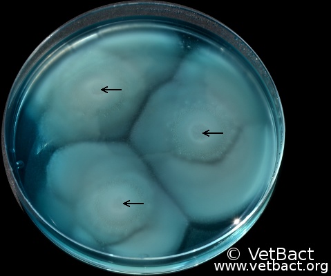 <i>Salmonella enterica</i> subsp. <i>enterica</i>