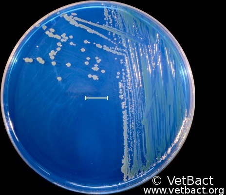 <i>Bordetella bronchiseptica</i>