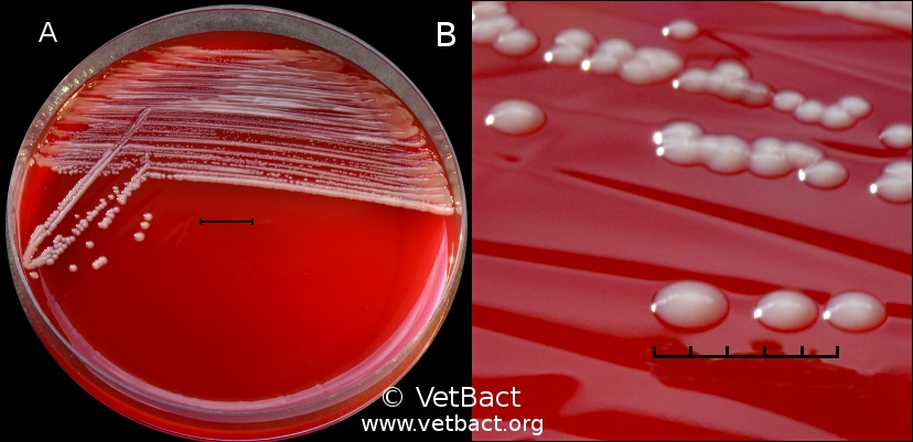 <i>Bordetella bronchiseptica</i>