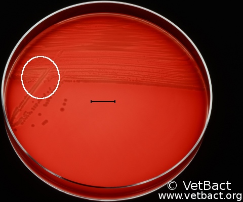 <i>Bordetella bronchiseptica</i>