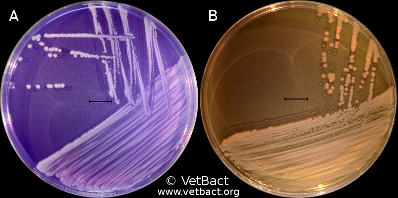 <i>Bordetella bronchiseptica</i>