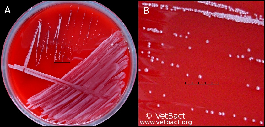 <i>Corynebacterium kutscheri</i>