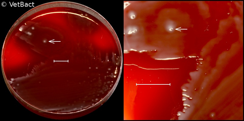 <i>Proteus vulgaris</i>