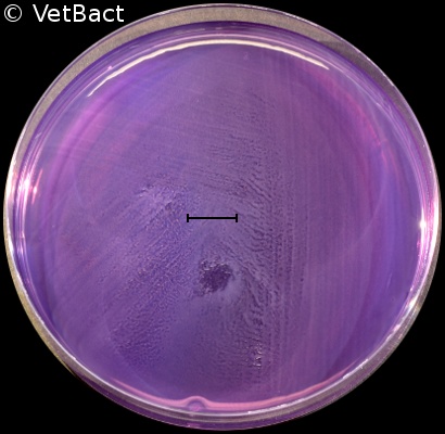 <i>Proteus vulgaris</i>