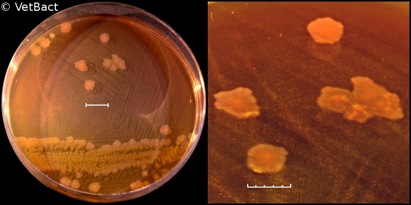 <i>Proteus vulgaris</i>