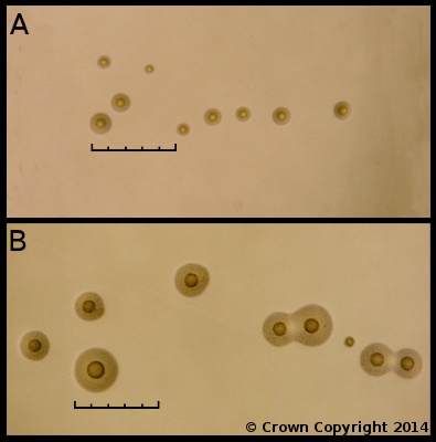 <i>Mycoplasma mycoides</i> subsp.  <i>mycoides</i>