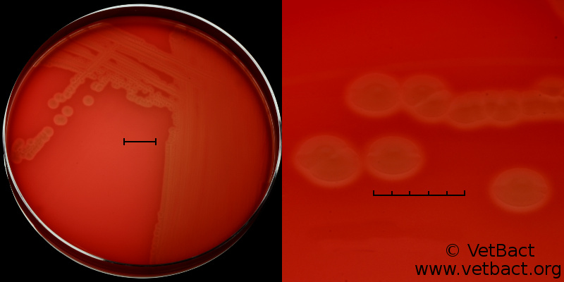 <i>Mannheimia haemolytica</i>