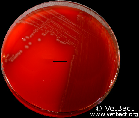 <i>Mannheimia haemolytica</i>