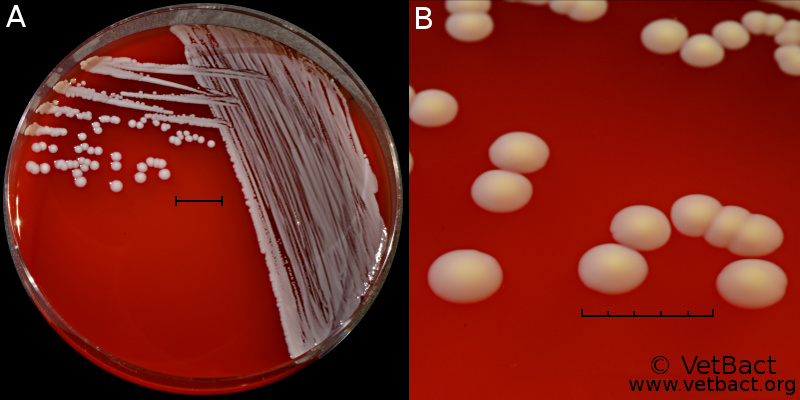 <i>Staphylococcus hyicus</i> subsp. <i>hyicus</i>