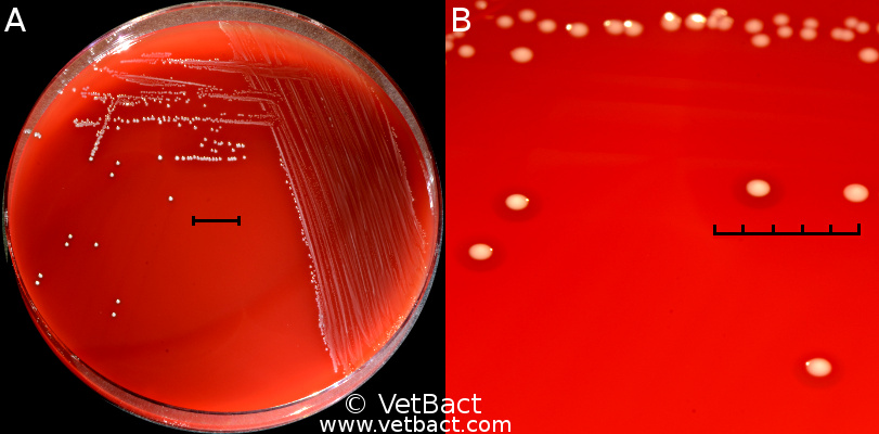 <i>Streptococcus dysgalactiae</i> subsp. <i>dysgalactiae</i>