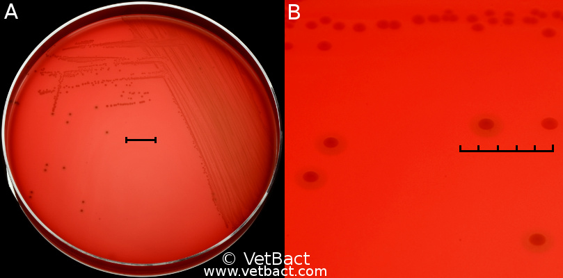 <i>Streptococcus dysgalactiae</i> subsp. <i>dysgalactiae</i>