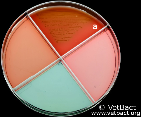 <i>Streptococcus dysgalactiae</i> subsp. <i>dysgalactiae</i>