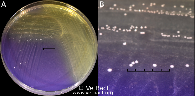 <i>Streptococcus dysgalactiae</i> subsp. <i>dysgalactiae</i>