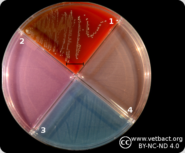 <i>Streptococcus uberis</i>