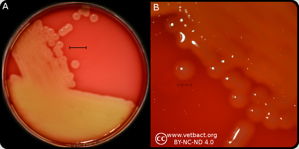 <i>Streptococcus equi</i> subsp. <i>equi</i>