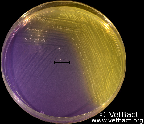 <i>Streptococcus uberis</i>