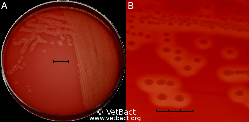 <i>Streptococcus agalactiae</i>