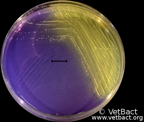 <i>Streptococcus equi</i> subsp. <i>zooepidemicus</i>