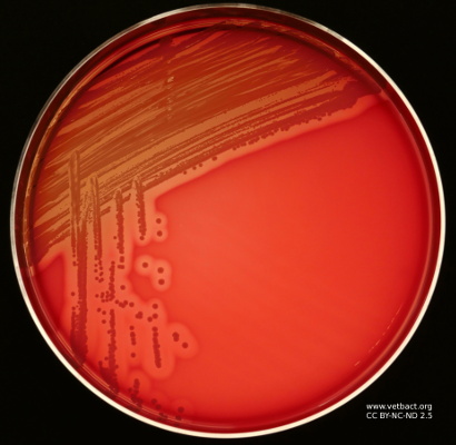 <i>Staphylococcus schleiferi</i> subsp. <i>coagulans</i>