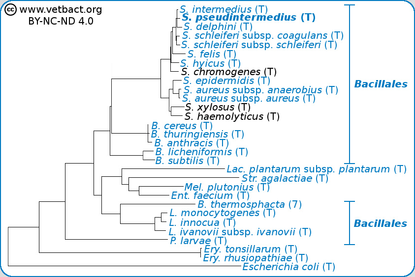 <i>Staphylococcus pseudintermedius</i>