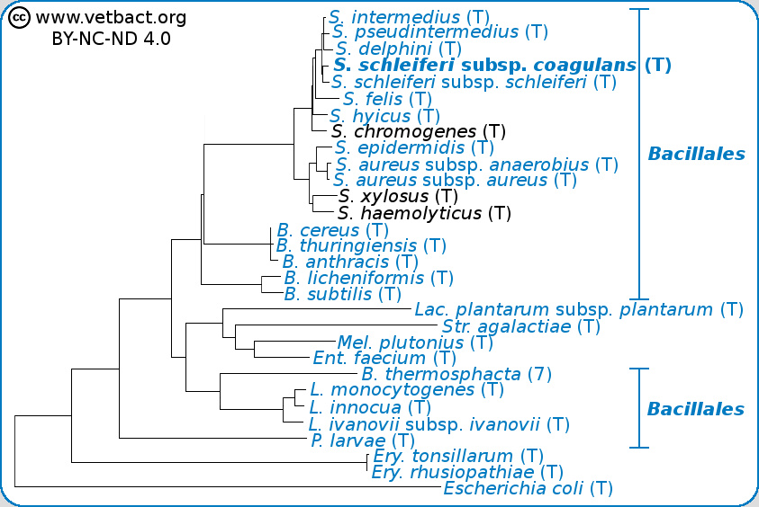 <i>Staphylococcus schleiferi</i> subsp. <i>coagulans</i>