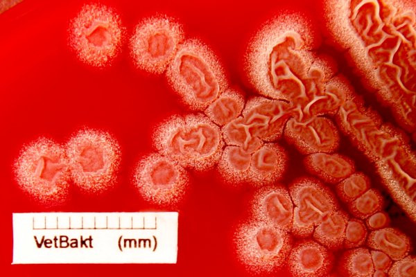 <i>Bacillus subtilis</i> subsp. <i>subtilis</i>