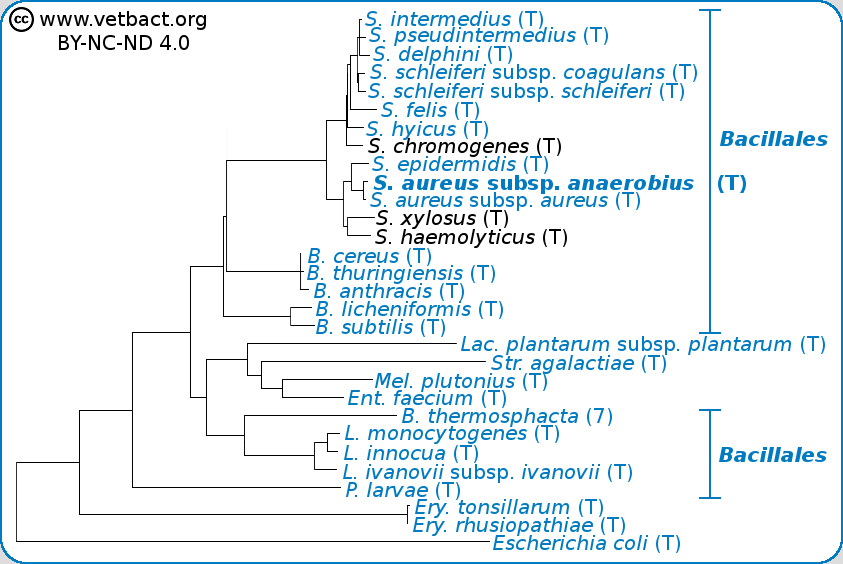 Staphylococcus aureus subsp. anaerobius