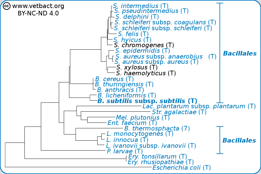 <i>Bacillus subtilis</i> subsp. <i>subtilis</i>