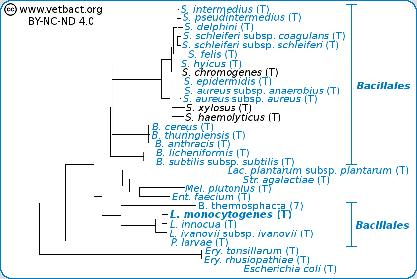 <i>Listeria monocytogenes</i>