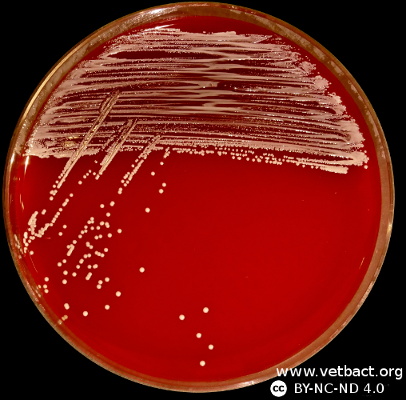 Staphylococcus schleiferi subsp. schleiferi