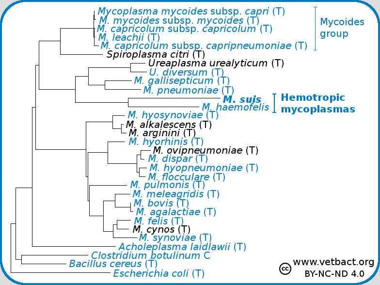 <i>Mycoplasma suis</i>