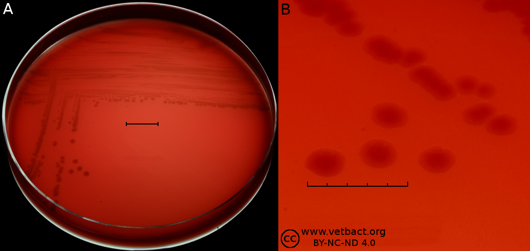 <i>Campylobacter coli</i>