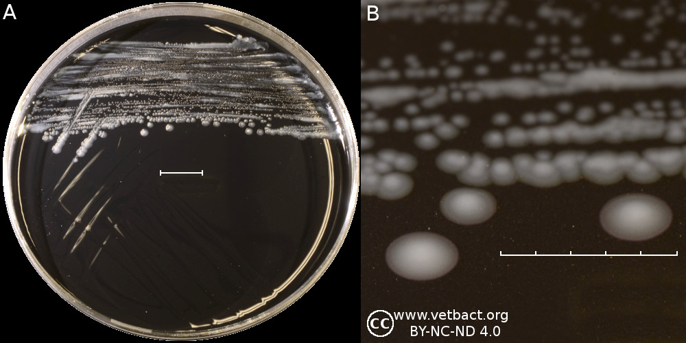 <i>Campylobacter coli</i>