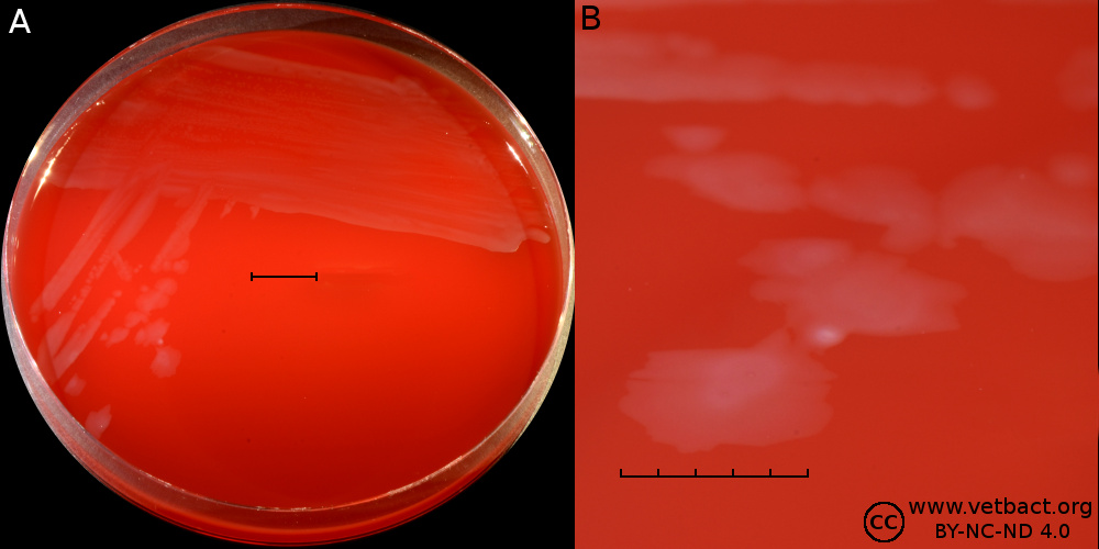 <i>Campylobacter upsaliensis</i>