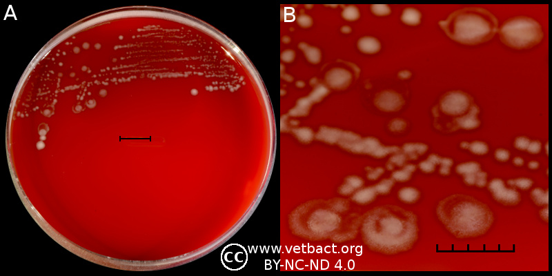 <i>Clostridioides difficile</i>