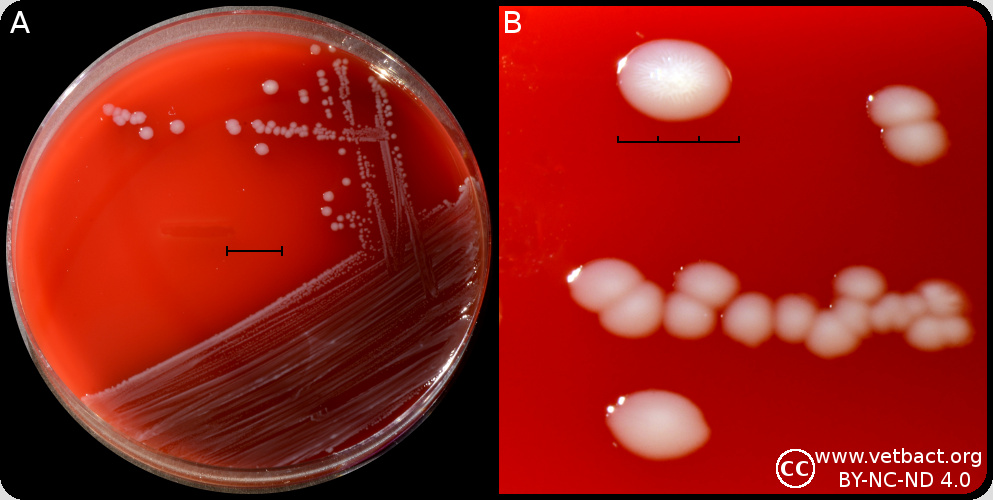 <i>Actinobacillus equuli</i> subsp.<i> equuli</i>